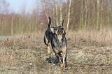 CATAHOULA 044